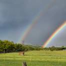 Pension troupeau pour chevaux