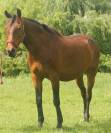 Furioso merrie te koop 