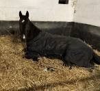 hongre trotteur 5 ans 