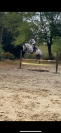 Poney à vendre 