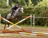 Jument pur sang 5 ans