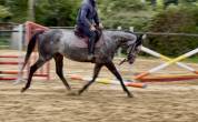 Jument pur sang 5 ans