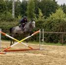 Jument pur sang 5 ans
