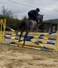 Jument pur sang 5 ans