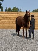 Jument 170cm sf 