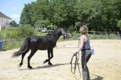 Hongre  Minorquin  9 ans