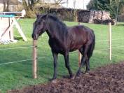 Hongre  Minorquin  9 ans