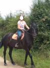 Gelding Menorquin Horse For sale 2016 Black