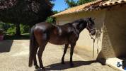 Gelding Menorquin Horse For sale 2016 Black