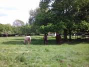 Barns de 5 boxs +++