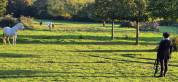 Barns de 5 boxs +++