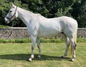 Hongre 8 ans CCE / CSO