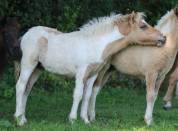 Pouliche Shetland PP