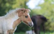 Pouliche Shetland PP