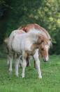 Pouliche Shetland PP