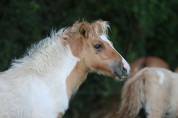 Pouliche Shetland PP