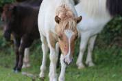 Pouliche Shetland PP