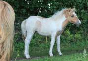 Pouliche Shetland PP