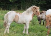 Pouliche Shetland PP