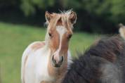Pouliche Shetland PP