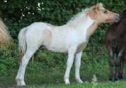 Pouliche Shetland PP