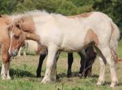 Pouliche Shetland PP