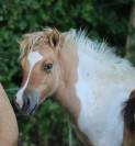 Pouliche Shetland PP