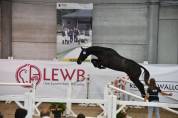 Jument BWP pleine de Lector van de Bisshop
