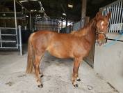 Ponette PFS Taille D 3 ans 