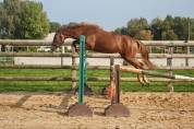 Ponette PFS Taille D 3 ans 