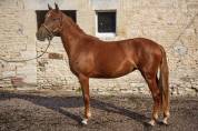 Ponette PFS Taille D 3 ans 