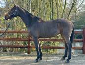 Yegua BWP Caballo de Sangre Belga En venta 2013 Bayo por Galisco van paemel 