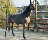 Yegua BWP Caballo de Sangre Belga En venta 2013 Bayo por Galisco van paemel 