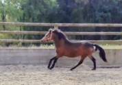 Poney C isabelle