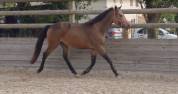 Poney C isabelle