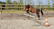 Poney C isabelle