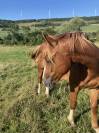 Poney Français de selle