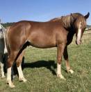 Poney Français de selle