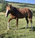 Poney Français de selle