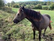 Pouliche Connemara part bred