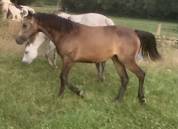 Pouliche Connemara part bred