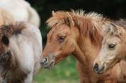 Pouliche Shetland PP