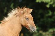 Pouliche Shetland PP