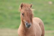 Pouliche Shetland PP