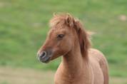 Pouliche Shetland PP