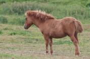 Pouliche Shetland PP