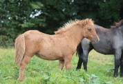 Pouliche Shetland PP