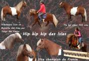 Pouliche Shetland PP