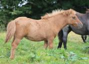 Pouliche Shetland PP