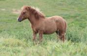 Pouliche Shetland PP
